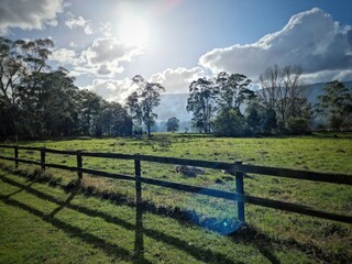 Fototapeta premium a pasture kissed by morning light
