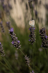 Papillon sur Lavande 2