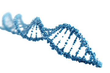 3D illustration of a DNA strand.  Light-blue,  detailed  double helix  with  darker  blue  bases.  Abstract,  scientific,  isolated