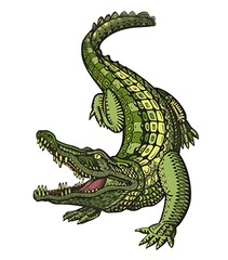 Obraz premium crocodile in a white background