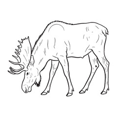 Sleek Moose Line Art – Moose Vector Illustration Fine Drawing with Simplified Form – Moose Drawing – Line Art Drawing of Moose – Moose Icon

