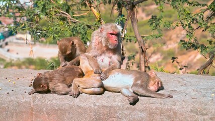 Wild monkeys roam freely in an Indian urban area, interacting with the environment and people, reflecting daily life and sacred animal presence in India.