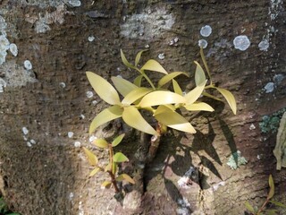 Yellowing Shoots at Tree Base: Early Signs of Plant Stress and Decay