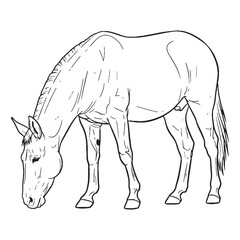 Modern Mule Line Art – Mule Vector Illustration Clean Drawing with Upright Hybrid Form – Mule Drawing – Line Art Drawing of Mule – Mule Icon

