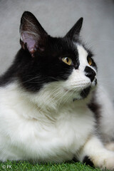 black and white cat portrait