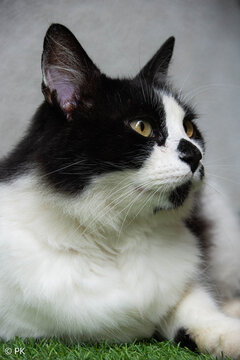 black and white cat portrait