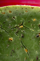 Close up shot of Pesto flavoured, green Gouda cheese on a red plate.