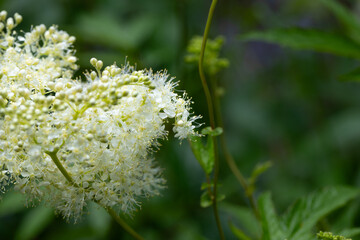 A lush branch of meadowsweet with lots of small white flowers against a backdrop of bushes and greenery