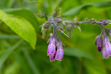Lilac buds of medicinal comfrey macro photograph