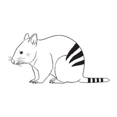 Minimal Numbat Line Art – Numbat Vector Illustration Artistic Drawing with Balanced Wildlife Shape – Numbat Drawing – Line Art Drawing of Numbat – Numbat Icon

