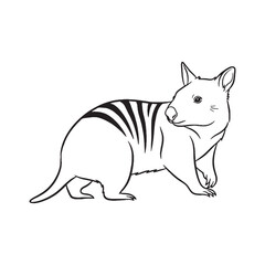 Agile Numbat Line Art – Numbat Vector Clean Outline Drawing with Distinctive Tail – Numbat Drawing – Vector of Numbat – Numbat Outline

