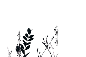 Dark, stylized botanicals.  Silhouette of leaves and stems.  Abstract, textured, graphic