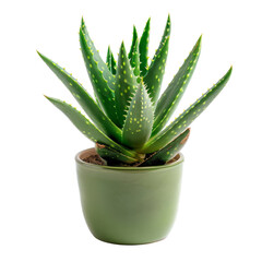 A vibrant aloe vera plant in a light green pot.  Spiky, pointed leaves are densely packed, dotted with small, bright yellow-white spots