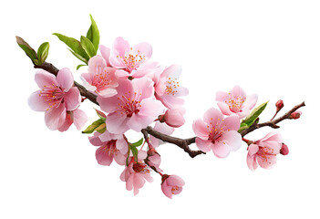 Fototapeta premium A branch of delicate pink cherry blossoms, with vibrant green leaves, against a black background. Soft, detailed petals and buds show a spring floral scene