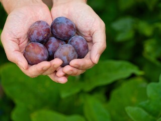Fresh ripe plums in person palms against green nature background