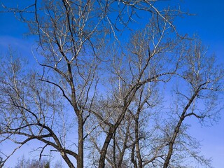A serene view of tall leafless trees with intricate bare branches stretching toward a vibrant clear...