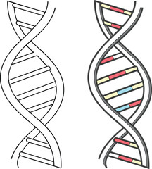 dna strand on white background