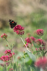 Papillon sur fleurs 4