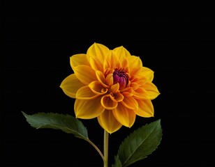 dahlia flower macro