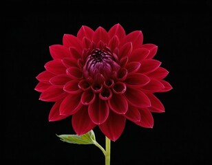dahlia flower macro