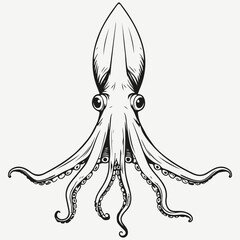 squid sketch illustration vector
