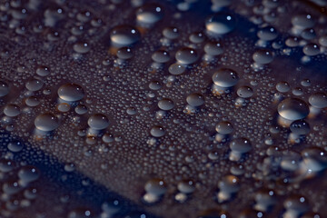 Large and small water droplets condensed on a dark purple surface, macro photograph