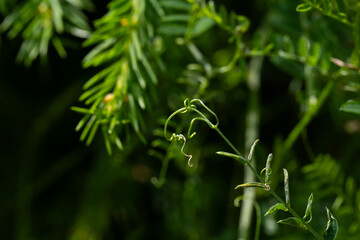 The upward-curving green stem of Goldthread grass with small green leaves against the backdrop of a spruce forest on a summer day