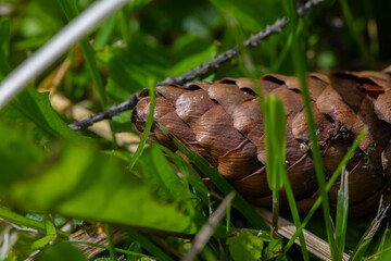 Macro shot of a large Picea pungens cone on a branch of a coniferous tree with green needles in a summer forest