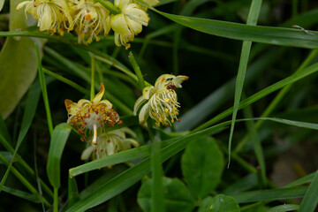 A summer field with green stems and receptacles of petalless flowers