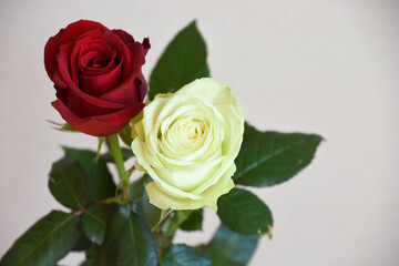 Obraz premium 赤と緑のばら