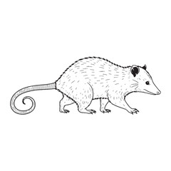 Giant Opossum Line Art – Opossum Vector Premium Drawing with Defined Fur Shape – Opossum Drawing – Black Vector of Opossum – Opossum Outline

