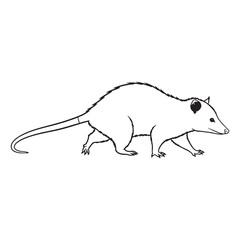 Large Opossum Line Art – Opossum Vector Clean Outline Drawing with Distinct Body Shape – Opossum Drawing – Black Vector of Opossum – Opossum Outline

