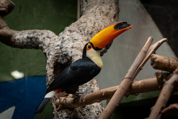 Toucan Perched on Branch with Vibrant Beak Display