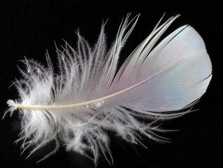 Obraz premium Abstract Texture of a White Angel Wing