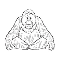 Curious Orangutan Line Art – Orangutan Vector Artistic Drawing with Distinctive Facial Features – Orangutan Drawing – Black Vector of Orangutan – Orangutan Outline

