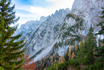 Pine Trees The Dachstein Mountains
