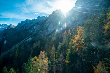 Pine Trees The Dachstein Mountains