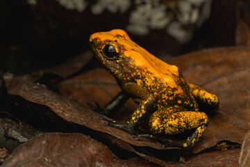 Golden Poison Frog on Leaf Litter in the Rainforest