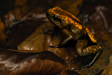 Golden Poison Frog on Leaf Litter in the Rainforest