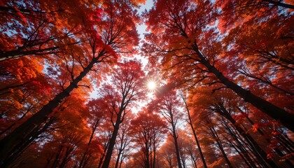 Looking up through vibrant red autumn trees towards the sun