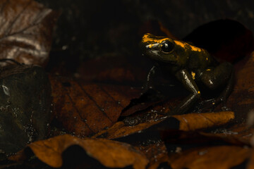 Golden Poison Frog on Leaf Litter in the Rainforest