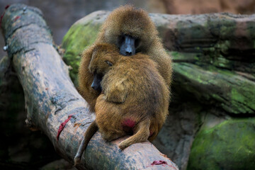 Guinea Baboons Cuddling on a Fallen Log