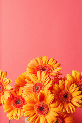 Gerbera chrysanthemums on a pink vertical background with space for text