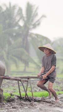 Old indonesian rice farmer working on plantation with farm animal, water buffalo, bubalus bubalis, preparing land for planting, rain, asian conical hat, muddy paddy field