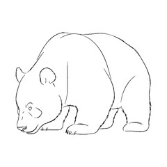 Adult Panda Line Art Drawing – Panda Vector Premium Drawing with Heavy Body and Broad Shoulders – Panda Drawing – Black Vector of Panda – Panda Outline

