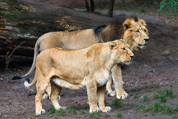 Male and Female Asiatic Lions Standing Side by Side in Profile