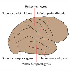 Brain Lobes and Gyri of parietal and temporal lobe Diagram