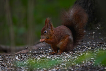 European Red Squirrel Eating Sunflower Seeds on the Ground