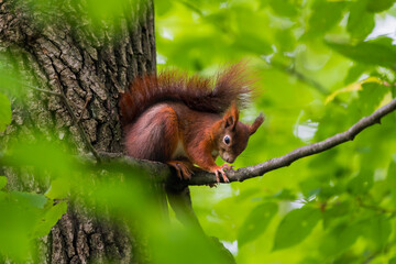 European Red Squirrel Climbing in a Tree
