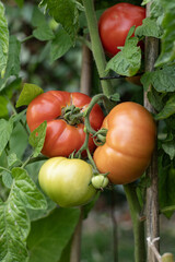 Les tomates du jardin